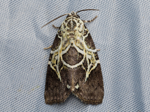 Lophonycta confusa