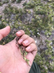 Scoparia mexicana