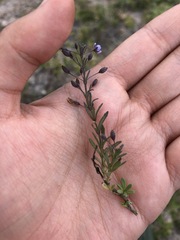 Scoparia mexicana