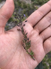 Scoparia mexicana