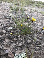 Thymophylla aurantiaca
