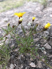 Thymophylla aurantiaca