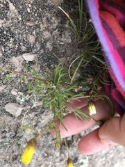Thymophylla aurantiaca