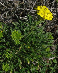 Erysimum franciscanum
