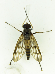 Rhagio mystaceus