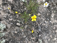 Thymophylla aurantiaca