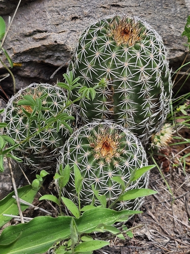 Echinocereus pamanesii bonatzii