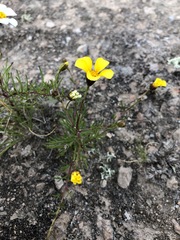 Thymophylla aurantiaca