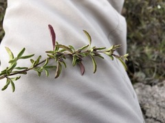 Dyschoriste microphylla