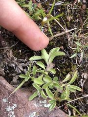 Dyschoriste microphylla