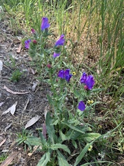 Echium plantagineum