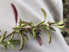 Dyschoriste microphylla