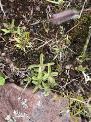 Dyschoriste microphylla