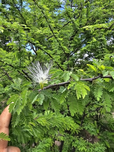 Havardia acatlensis