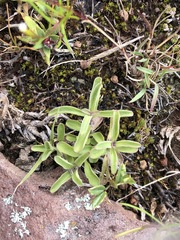 Dyschoriste microphylla