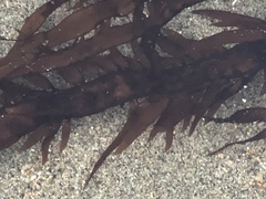 Prionitis lanceolata