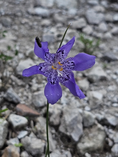 Tigridia longispatha