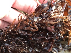 Prionitis lanceolata