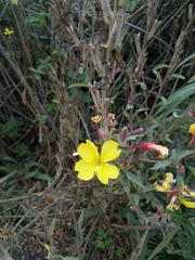 Oenothera elata hookeri