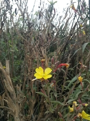 Oenothera elata hookeri