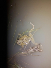 Pleurodema cinereum