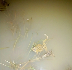 Pleurodema cinereum