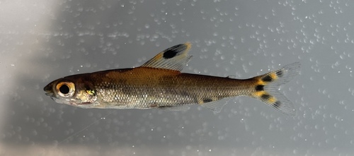 Mesmaeker's distichodus (Monostichodus mesmaekersi) — Distichodontidae