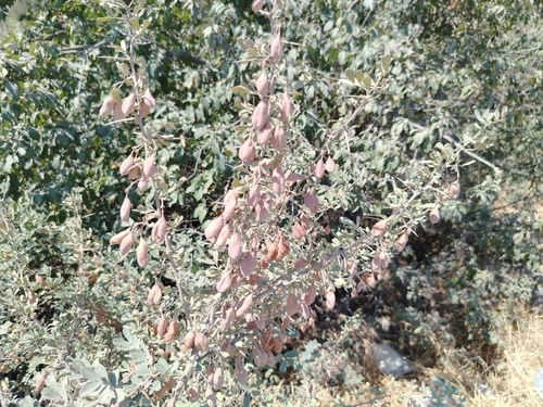 Caragana halodendron