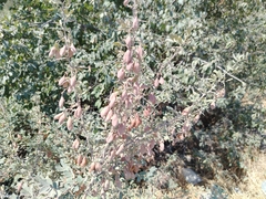 Caragana halodendron