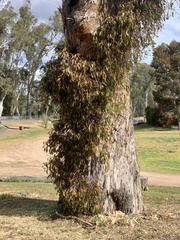 Lorantheae