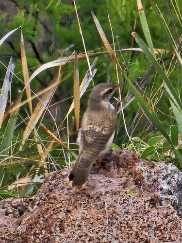 Rock Wren