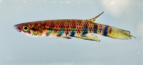 Many-banded panchax (Epiplatys multifasciatus) — Nothobranchiidae