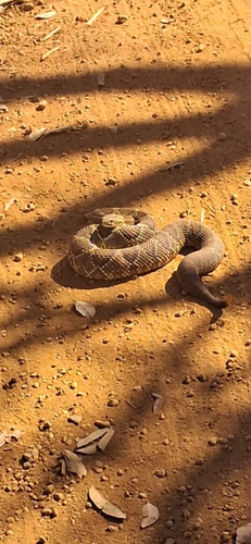 Neotropical Rattlesnake