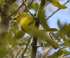 Vireo flavifrons image