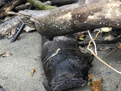 Basiliscus galeritus