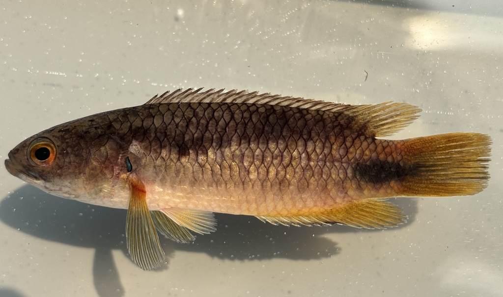 Twospot climbing perch (Ctenopoma nigropannosum) — Anabantidae