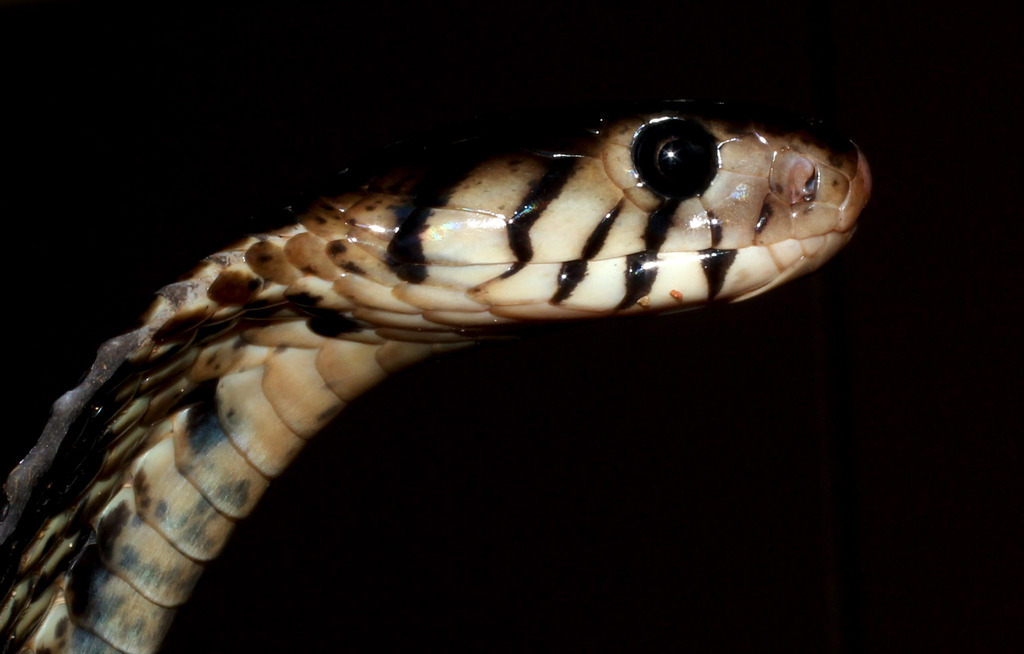 Black forest cobra