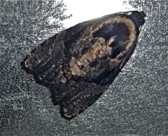 Asthenoptycha hemicryptana