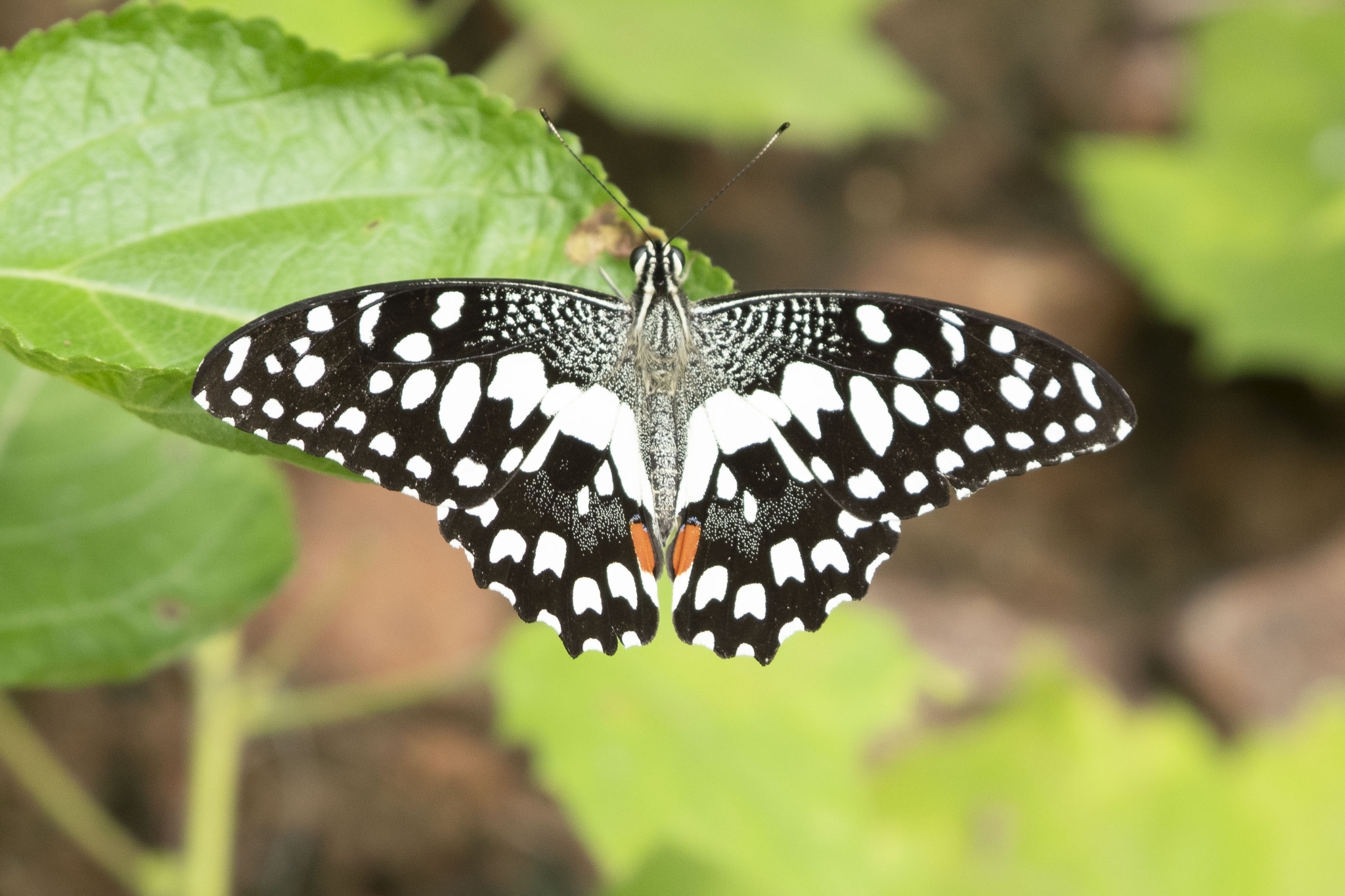 Lime Swallowtail