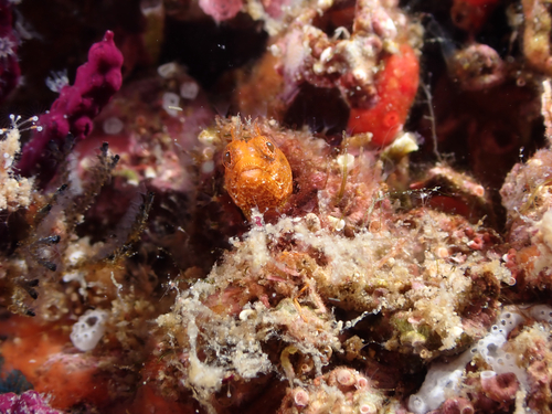 Twohorn blenny (Protemblemaria bicirrus) — Chaenopsidae — 5