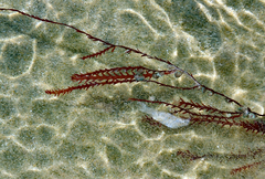 Vidalia colensoi