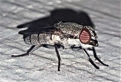 Stomorhina subapicalis