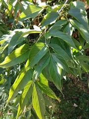 Acer negundo
