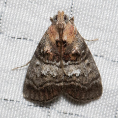 Pococera maritimalis