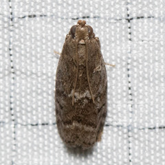 Sciota subcaesiella