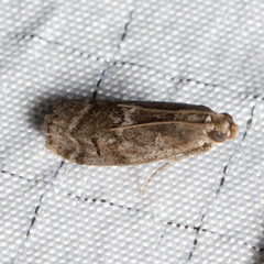 Sciota subcaesiella