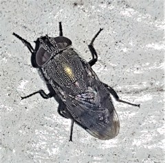 Stomorhina subapicalis