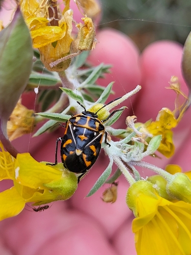 iNaturalist observation photo of Harlequin Bug