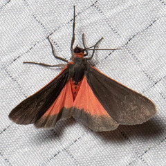 Virbia laeta