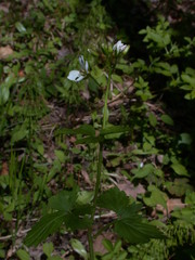 Cardamine maxima